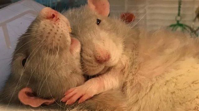 rats snuggling