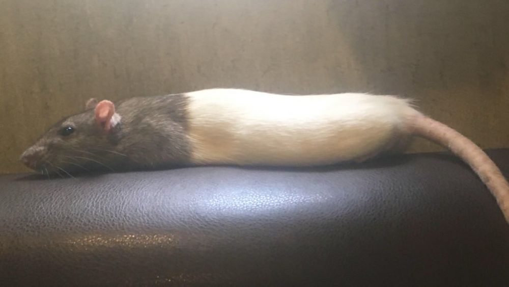 Rat laying flat