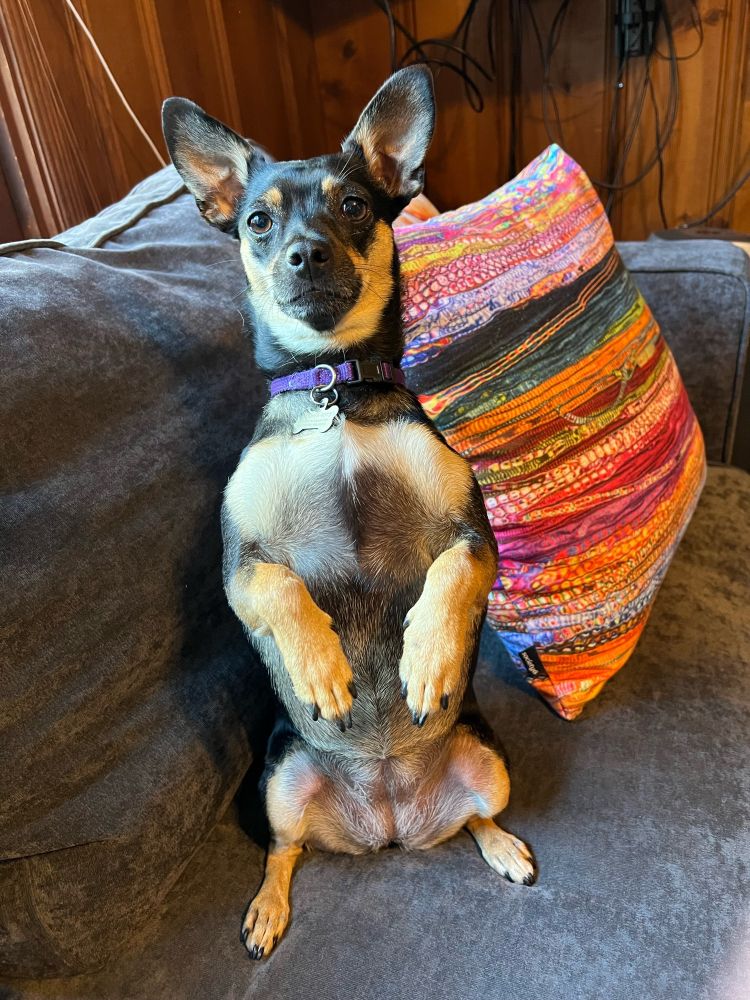 Dog sitting up on her hind legs looking cute 