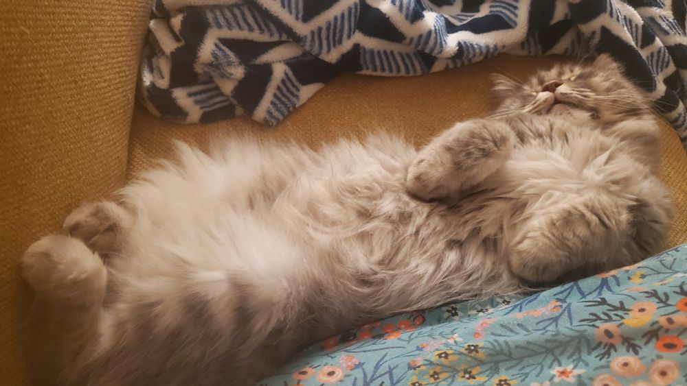 Varda, a domestic longhaired gray cat, being cute and fluffy, sleeping on her back, her cute and fluffy belly on show 😻