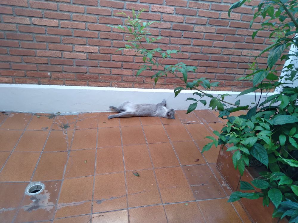 imagem de um gato cinza deitado num chão de cerâmica alaranjada
ele está de barriga para cima apoiado em uma parede branca com tijolos 