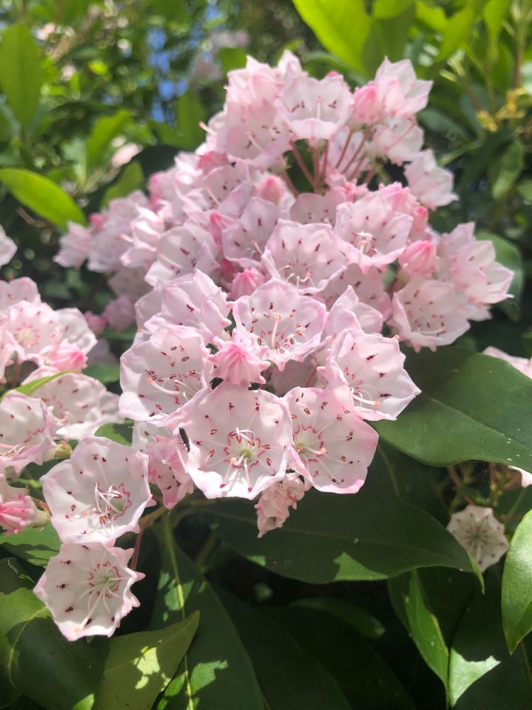 mountain laurel in bloom. light pinkish petals. its a weird alien plant to me bc its a spiky orb until it blooms. and it looks like it only has 1 petal that just unfolds itself. 