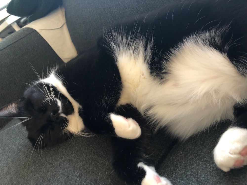 black and white cat (beansprout) sleeping on da couch with his belly exposed!! so cute