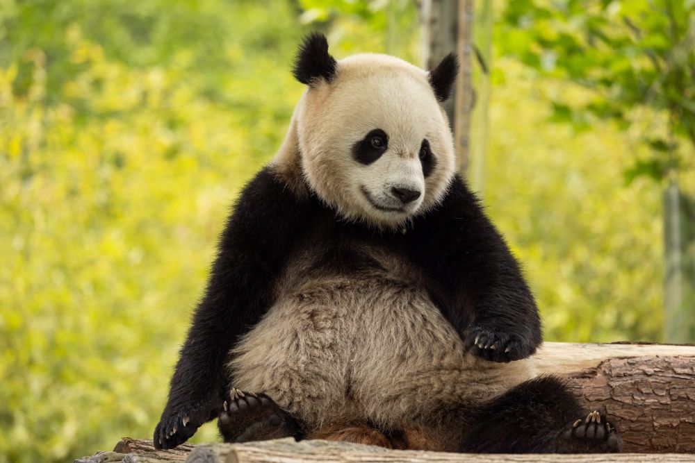 It’s Happening: Pandas Are on Their Way to the National Zoo - Washingtonian