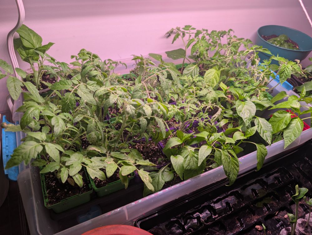 Seed starts that are kickin it