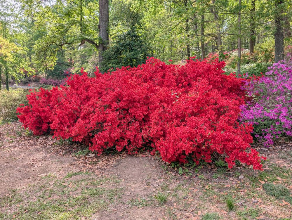 azalea