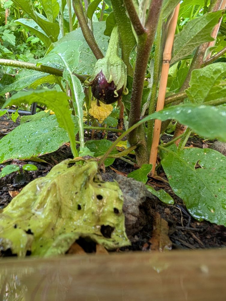 Small eggplant on the plant
