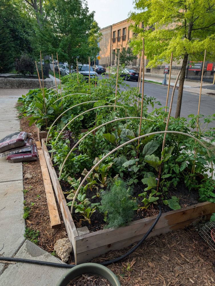 Full view of raised beds