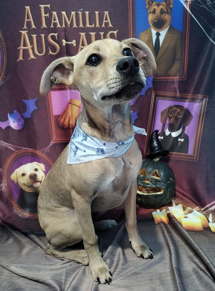 foto de um vira lata caramelo com uma bandana azul e um fundo de imagem tematico da familia addams onde os integrantes são cães e o maozinha é uma patinha de cachorro