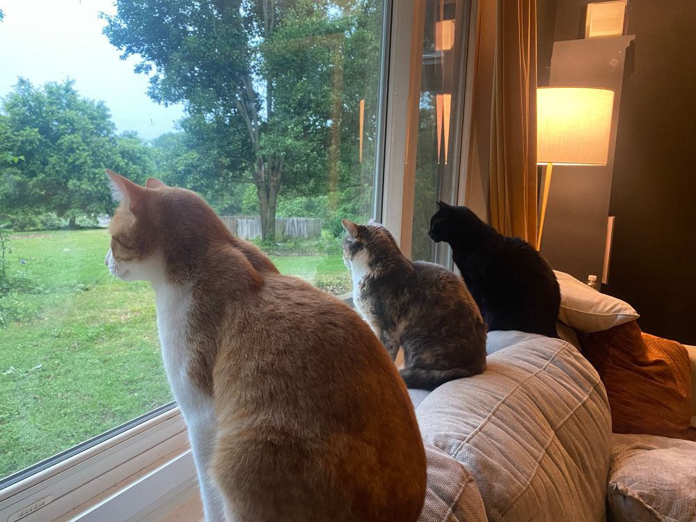 Three cats sitting at a window.