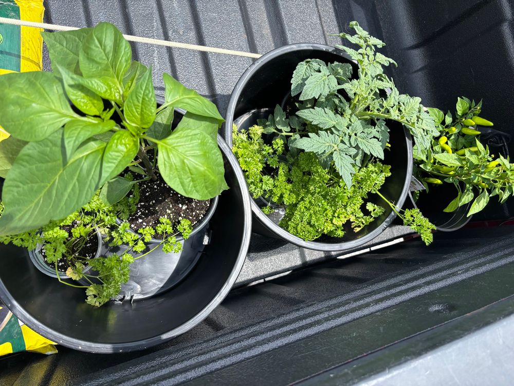 A trunk full of herbs and vegetables starts