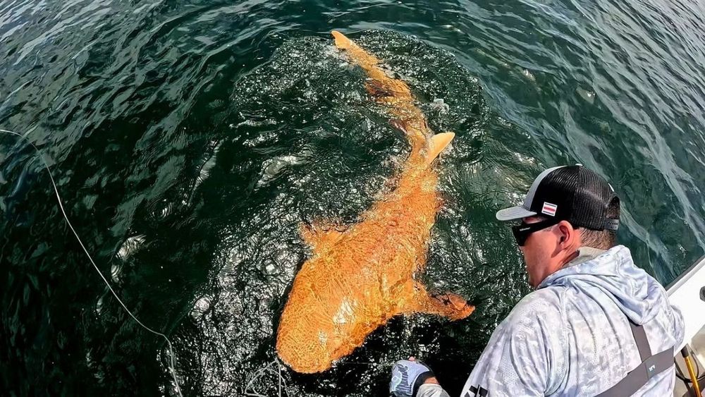 A photo of a man in a cap holding the line on which is a very bright orange Nurse Shark ( a very flat, bottom feeding shark that is no threat to humans) in this photo the angle is a lot higher, showing the entire body of the shark from above water.