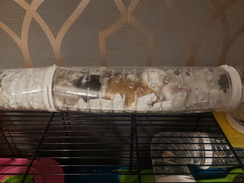 4 female mice asleep in a tube built in to their cage, they've turned it into a comfy nest lined with shredded paper.