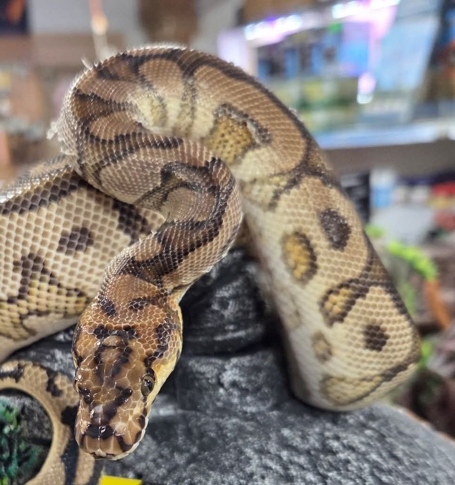 A spotnose clown Royal python perched on a peice of decor. He is going through a poor shed and you can see patches of shed skin still clinging to him, his neck area is bunched up and crispy because he is dehydrated and was not kept humid whilst shedding.