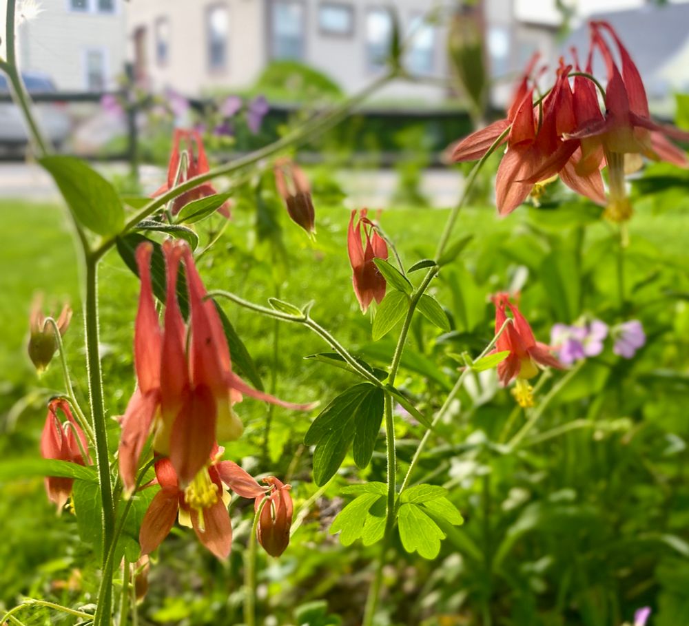 Native eastern columbine in bloom