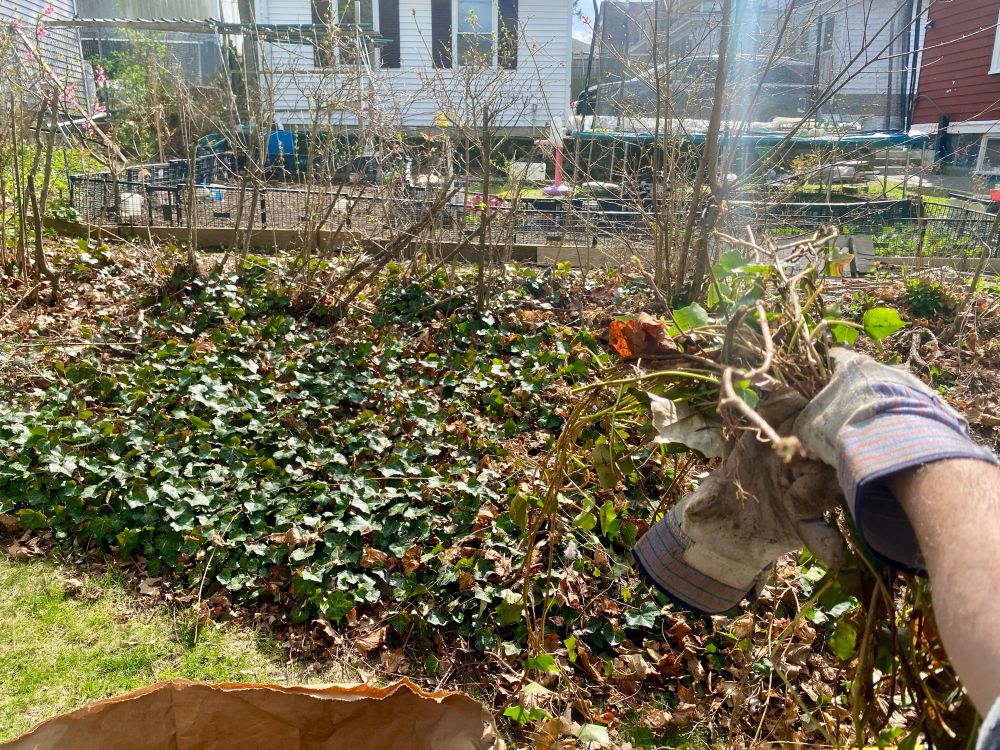 Ripping up a dense patch of non-native English Ivy- this was PUNISHING work but also  ery satisfying 