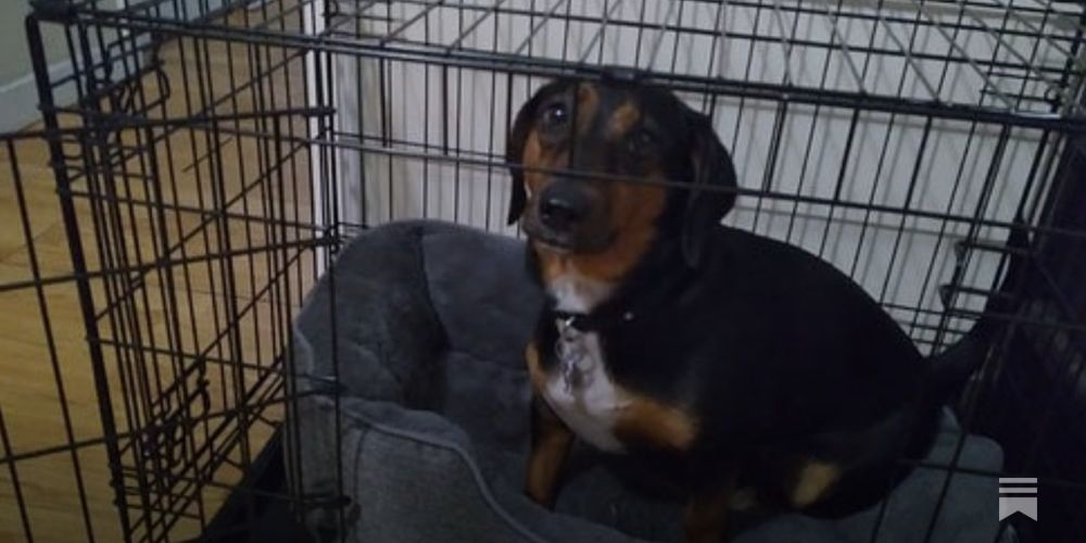 Making your dog’s crate feel like home