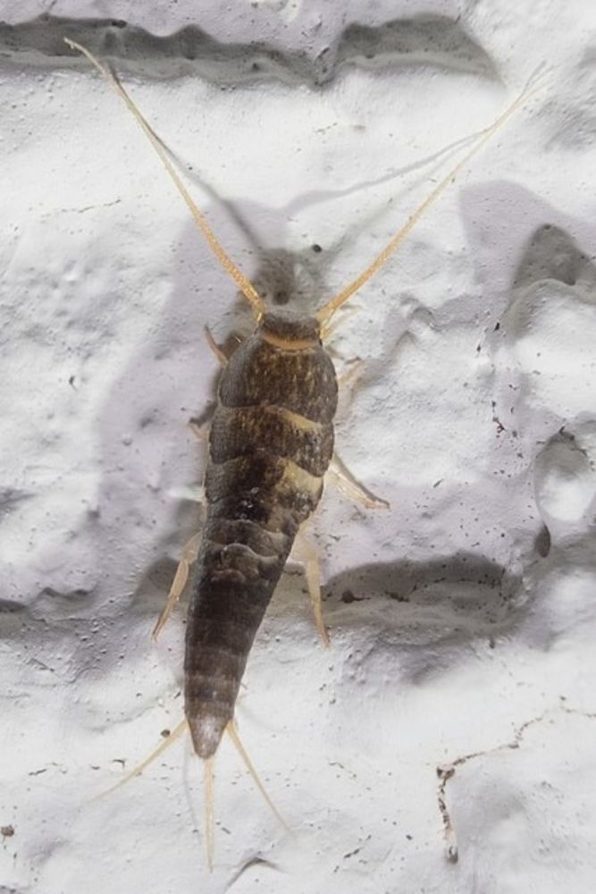 Your Guide to Getting Rid of Silverfish (For Good)