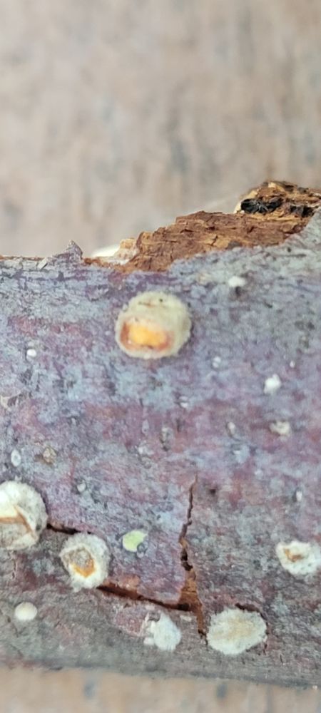 A tiny, pale cupped fungus with round-ish, yellow parts inside the cup. Very close-up picture. 