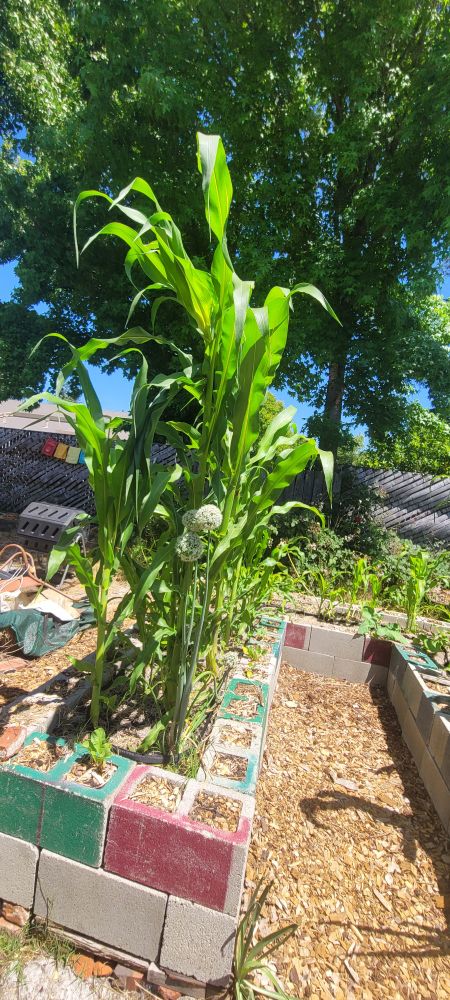 A tall row of Bloody Butcher corn in a repurposed, cemenr-block bed. It's taken me 4 years to get yard location and corn type matched. First year for the purpose-built bed.