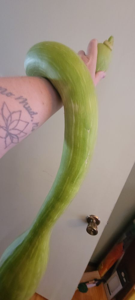 A long, light green squash wraps around my wrist. The long neck drops toward the floor for about 3 feet. The squash ending in bulb. 