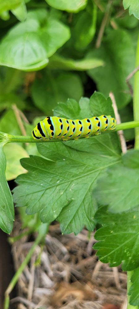 A large, bright green caterpillar.  About 3 inches/7.6 cm long. It's resting on a celery leaf stem. 