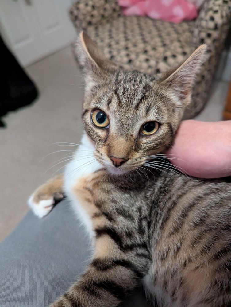 Baby kitty Buster looking at the camera with a surprised look on his face 