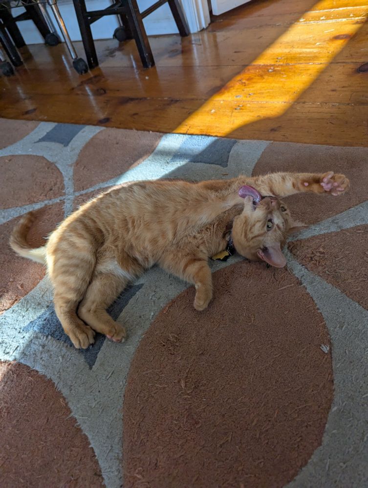 A picture of orange cat Cheeze-it cleaning her front leg which is stretched  and her weirdly long tongue is out  