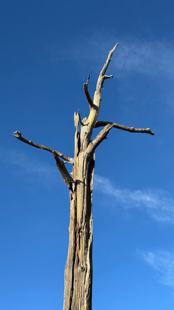 A dead juniper tree in front of a blue sky