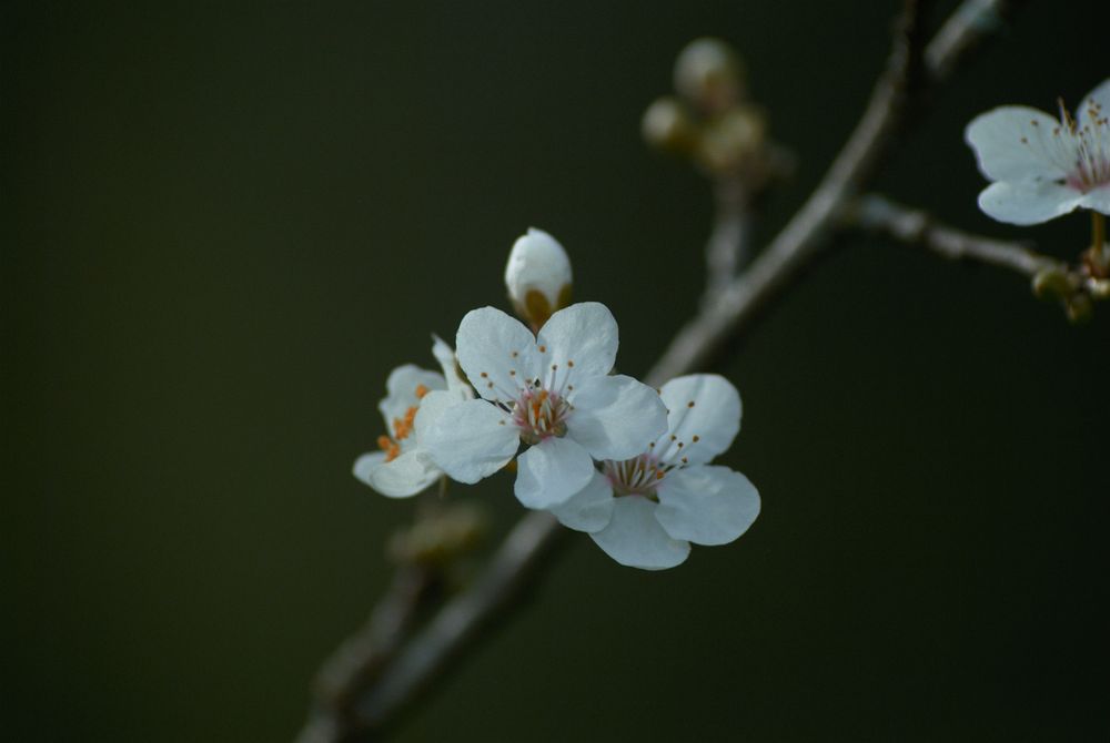 A shot of a cherry blossom. Two white flowers are in the middle of the photo. There's a twig blurred in the background behind the flowers. It goes from the bottom-center of the photo to the right corner. 
The background is dark green.