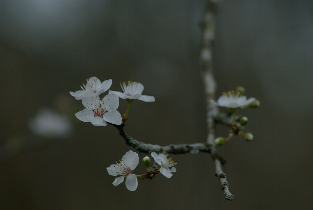 A shot of a twig with some cherry blossoms. The twig comes down from the top rigth of the photo and forks to the left. On the left there are three cherry blossoms at the end of the twig and two more under it. 
The background is a greenish gray