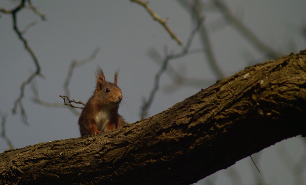 A shot of a squirrel on top of a branch. It's facing the camera. There are some blurried twigs on the background.