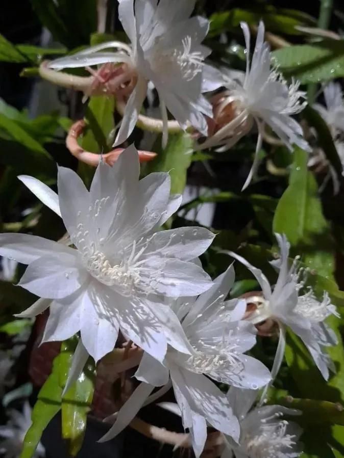 Queen Of The Night Flower / Bunga Wijaya Kusuma
🍃🌼

#beautifulflower
#flowerlover
#wijayakusuma