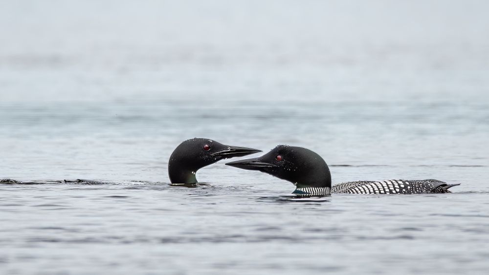Pair of Common Loons, low in the water, facing each other. 