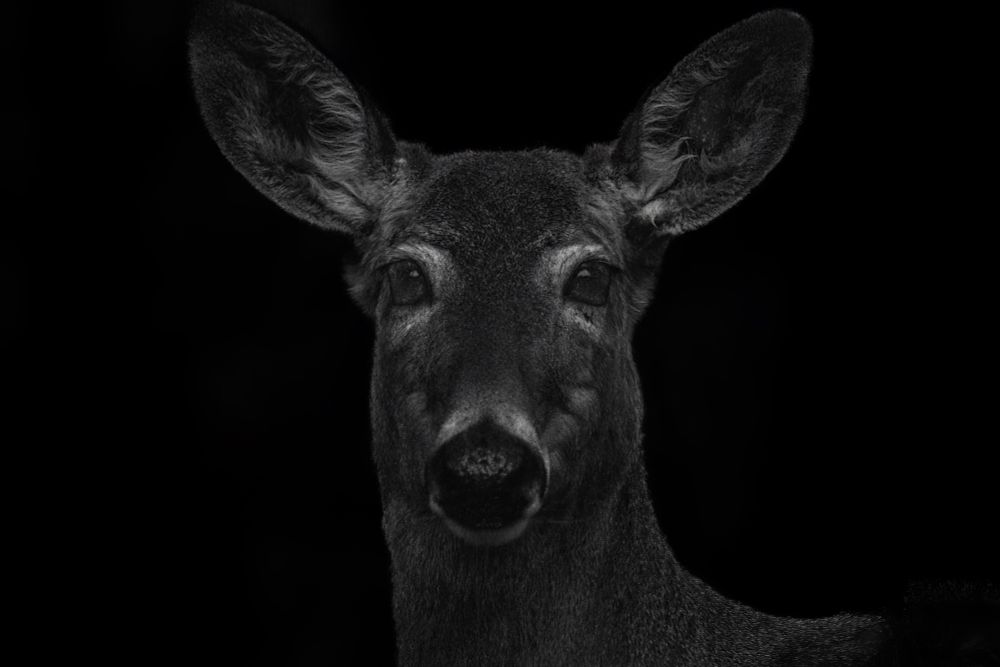 Black and white portrait of a Doe facing the camera.