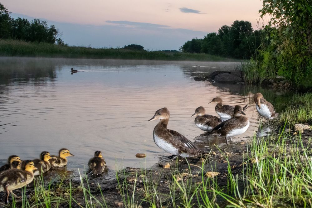 Hooded Mergansers of varying ages resting on the edge of the water at sunrise.