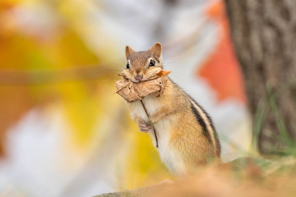 Chipmunk with a leaf in its mouth with fall colours in the background. The chipmunk is looking at the camera with a curious look on its face.