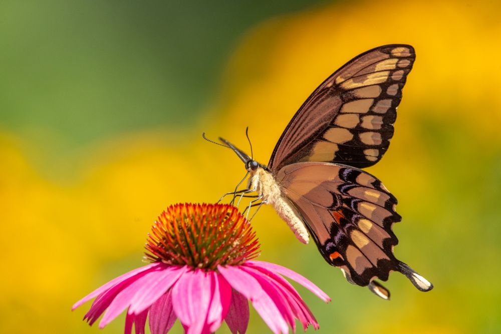 Side profile of a beautiful Eastern Giant Swallowtail Butterfly drinking nectar from a Purple Coneflower. Soft Yellow background from a wave of Black-eyed Susan flowers.