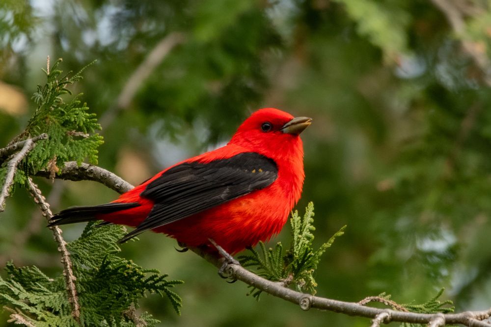 Male Scarlet Tanager perched on an open cedar branch.