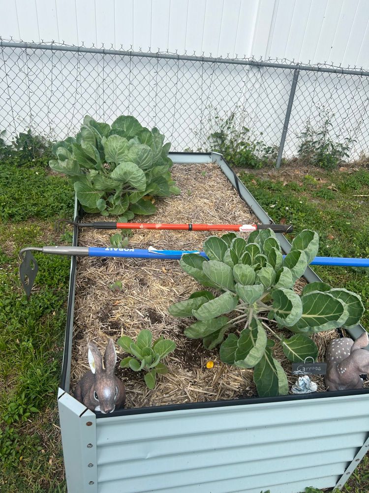 Green bin with Brussels sprout plants