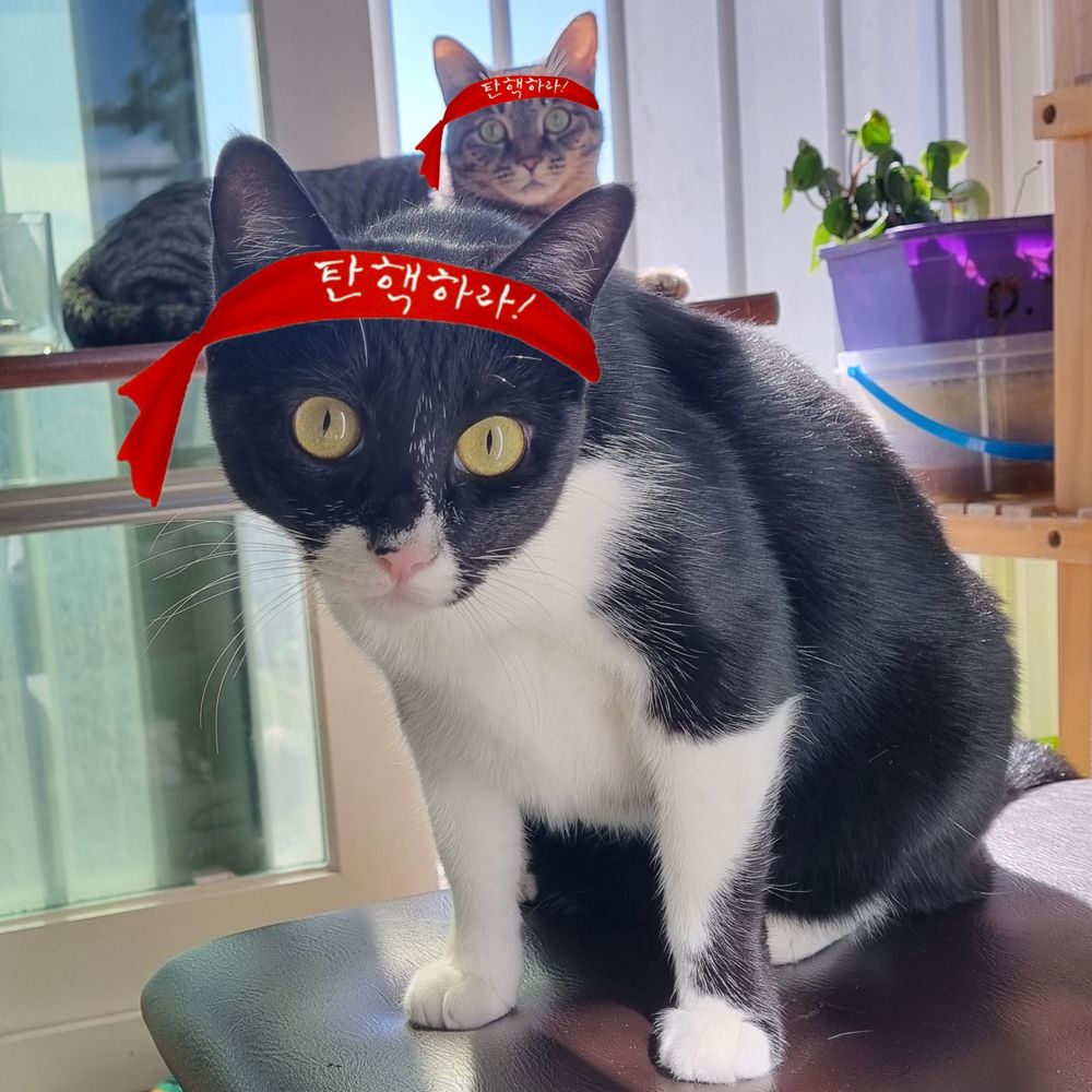 검고 흰 얼룩이 있는 고양이가 빨간 머리띠를 하고 정면을 바라보고 있다. 노란 눈동자가 반짝반짝하다. 빨간 머리띠엔 탄핵하라!라고 적혀있다. 뒤에 있는 회색 줄무늬 고양이도 같은 머리띠를 하고 앞을 바라본다.