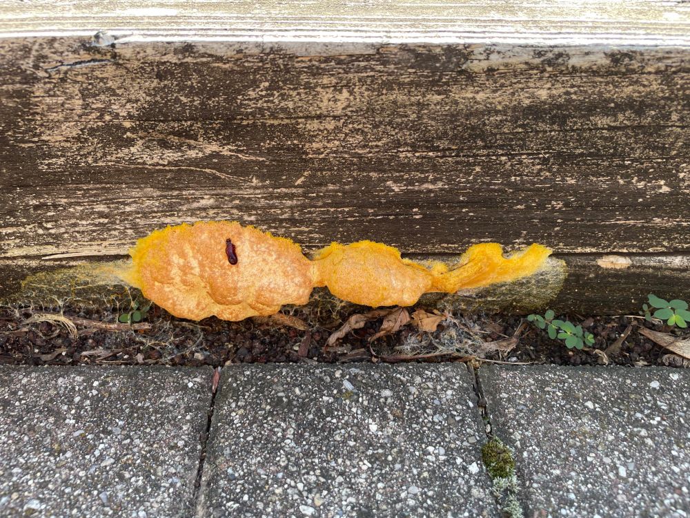 Bright yellow slime mold with branching networks spreading across a surface, showing brown secretions typical of an active organism.