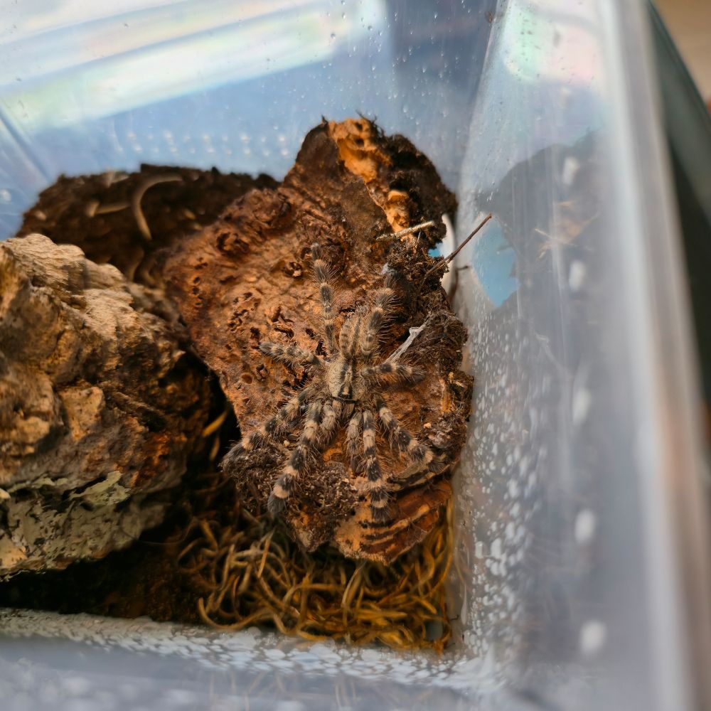 Poecilotheria regalis, about 1.75 inches in diameter