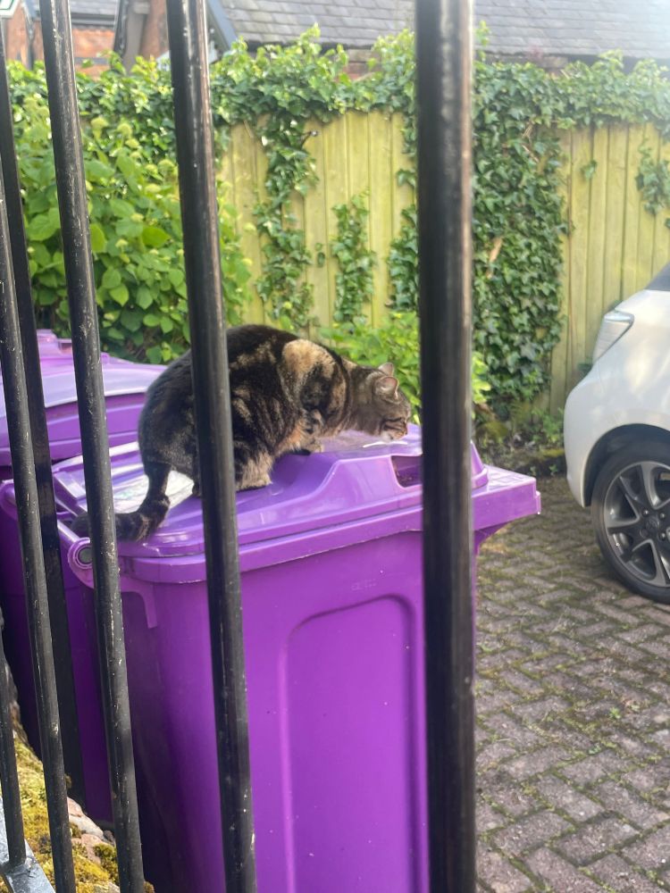 Tabby cat - light & dark brown- crouched in concentration on a bright purple Liverpool bin. They are drinking rain water off the bin with such focus. Seen through railings. Hint of a car park.