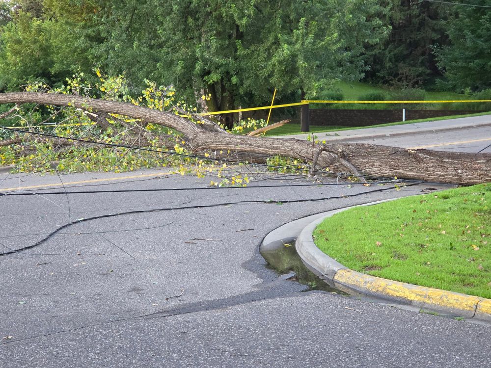 Power lines and a tree laying across a street.
