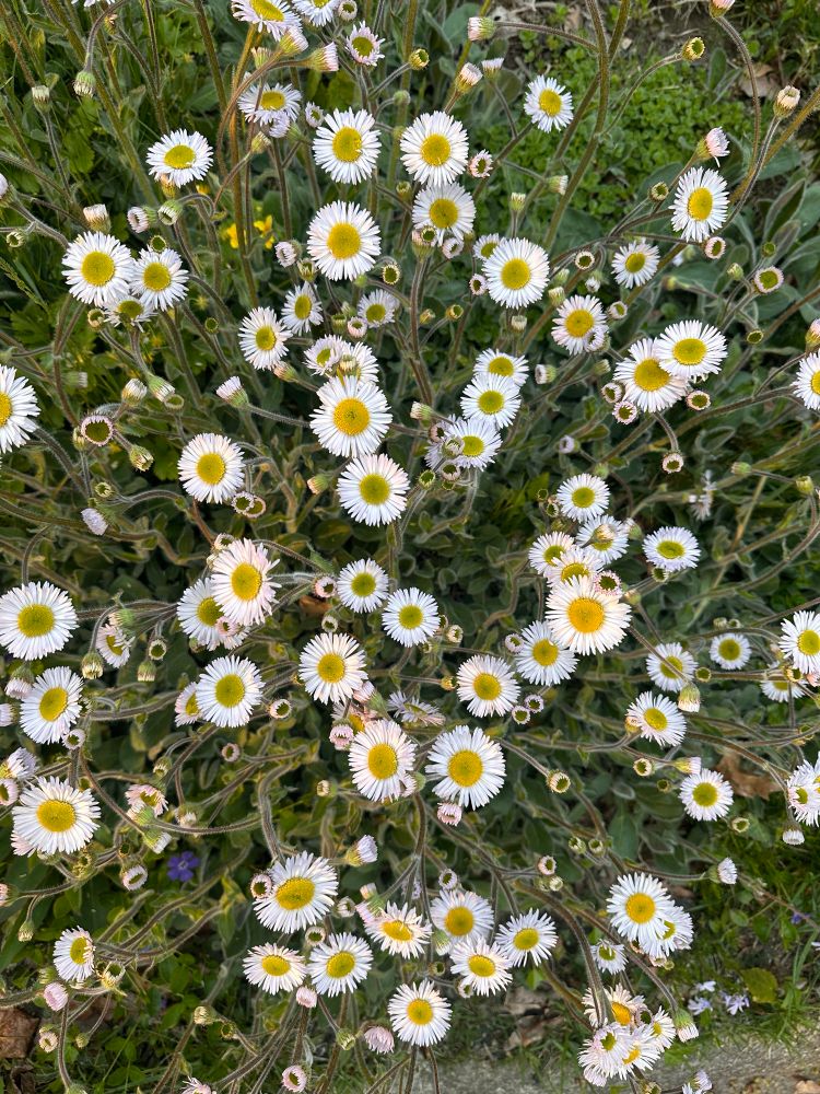 White and yellow daisies from above 