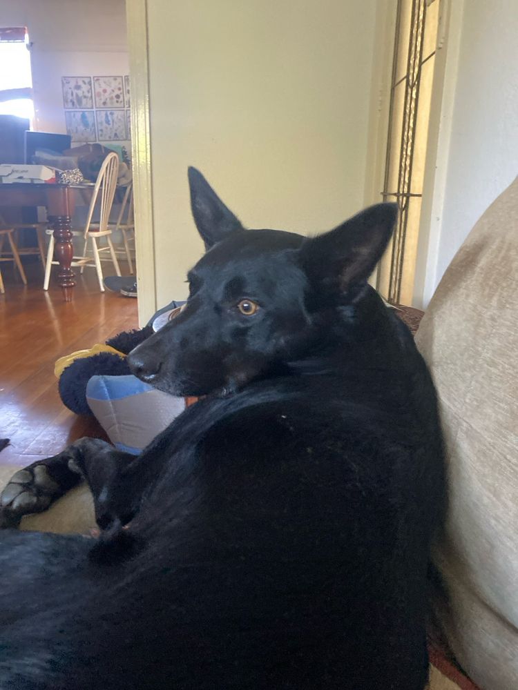 This Jim my daughters bow wow, a handsome Australian Kelpie.