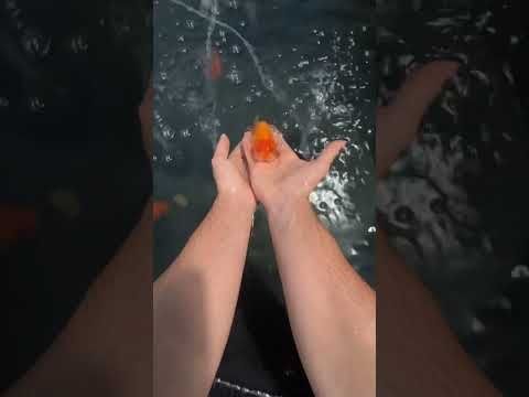Hmmm fish.