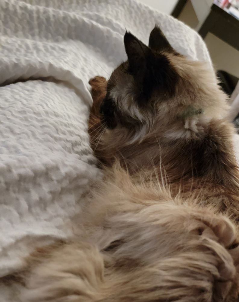 A brown furry creature lays on a bed.