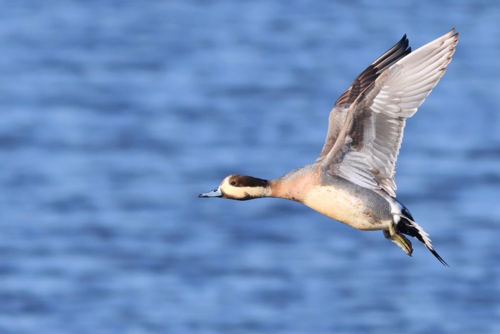 Eurasian Wigeon x Northern Pintail hybrid